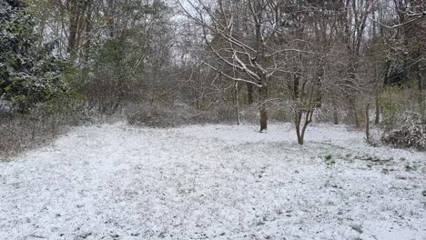 pan up to the left berlin in wintertime in the park hasendheide covered with snow hd 30 fps 7 secs