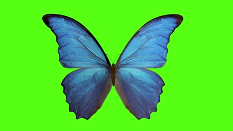 butterfly flaps its wings. butterfly on a green background. 3d rendering