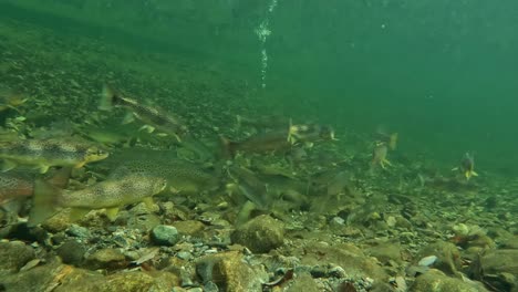 school of trout and atlantic wild salmon swimming in norway river, escapes rock hitting water