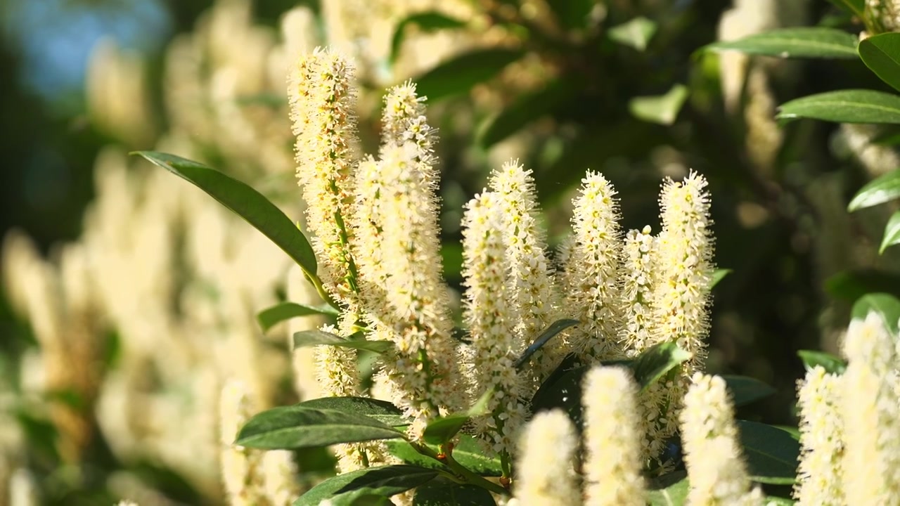 Close up video of white flowering shrub blossoms illuminated by warm sunlight in spring garden. Beautiful natural floral scene with soft background and fresh seasonal atmosphere outdoors.