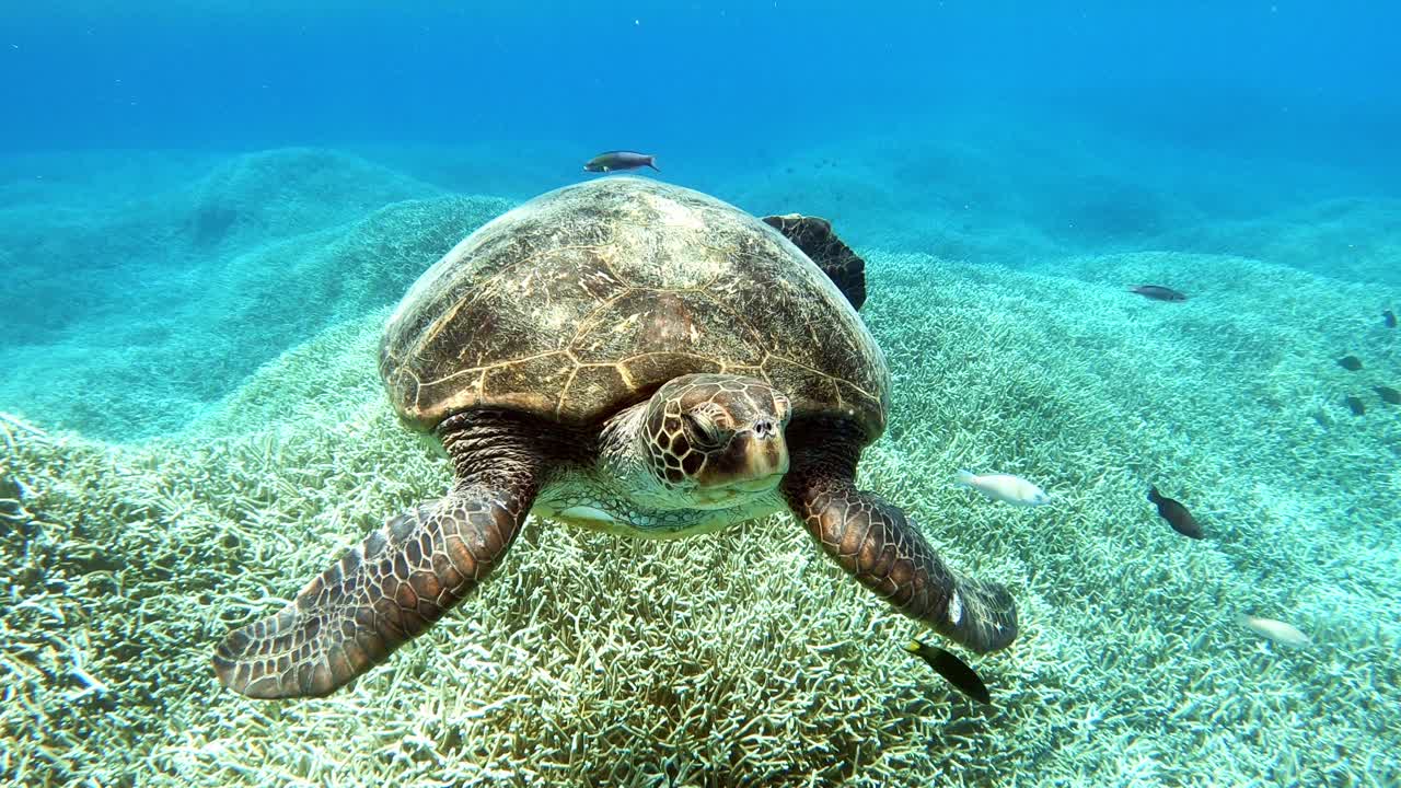 A beautiful adult Green Turtle by the seabed - underwater