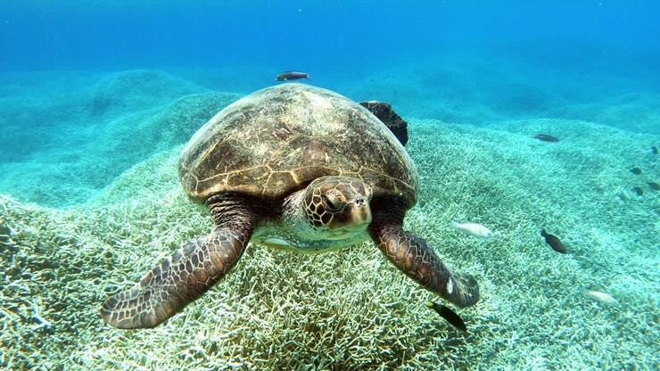 A beautiful adult Green Turtle by the seabed - underwater