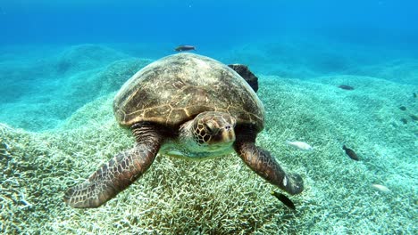 Una-Hermosa-Tortuga-Verde-Adulta-Junto-Al-Lecho-Marino---Bajo-El-Agua