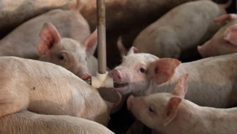 group of young piglets drinking water in a pig pen