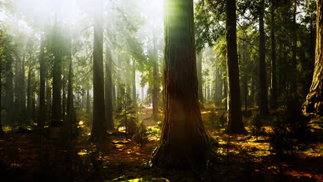 sunlight filters through the tall trees in a serene forest glade during daytime