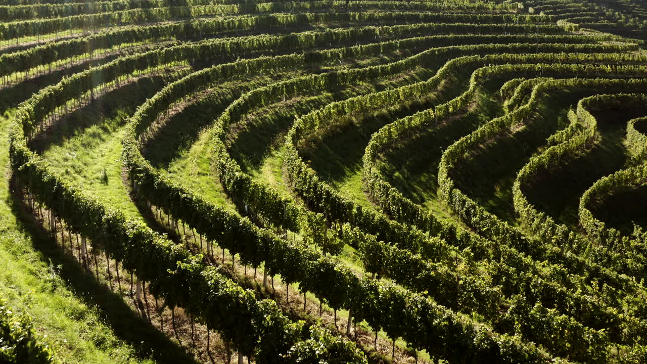 Terraced Vineyard Landscape