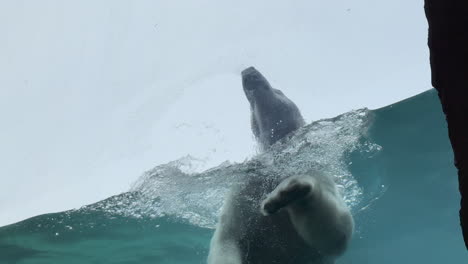 Polar Bear Swimming Toward Camera SLOW MOTION