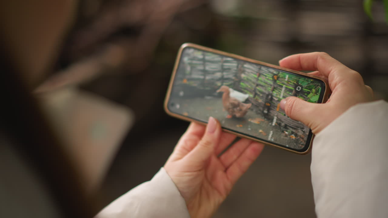 Mani che tengono un telefono che mostra un pollo all'aperto, persona che tocca lo schermo per registrare un video verticale con profondità di campo ridotta e bokeh sfocato, cortile in pietra e mangime sparso, maniche casual visibili, tonalità calde e naturali