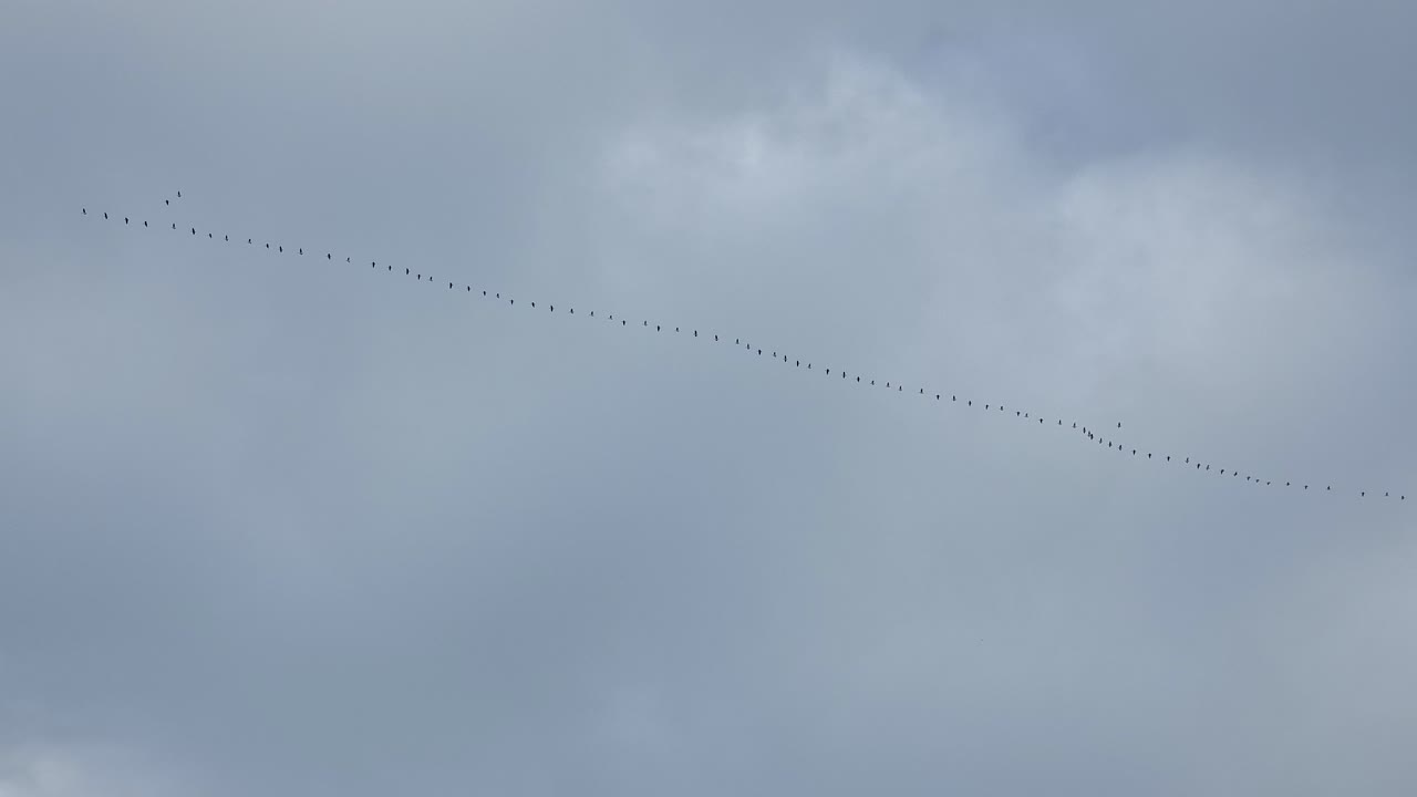 A line of birds migrating across the sky on a cloudy gray day in early spring