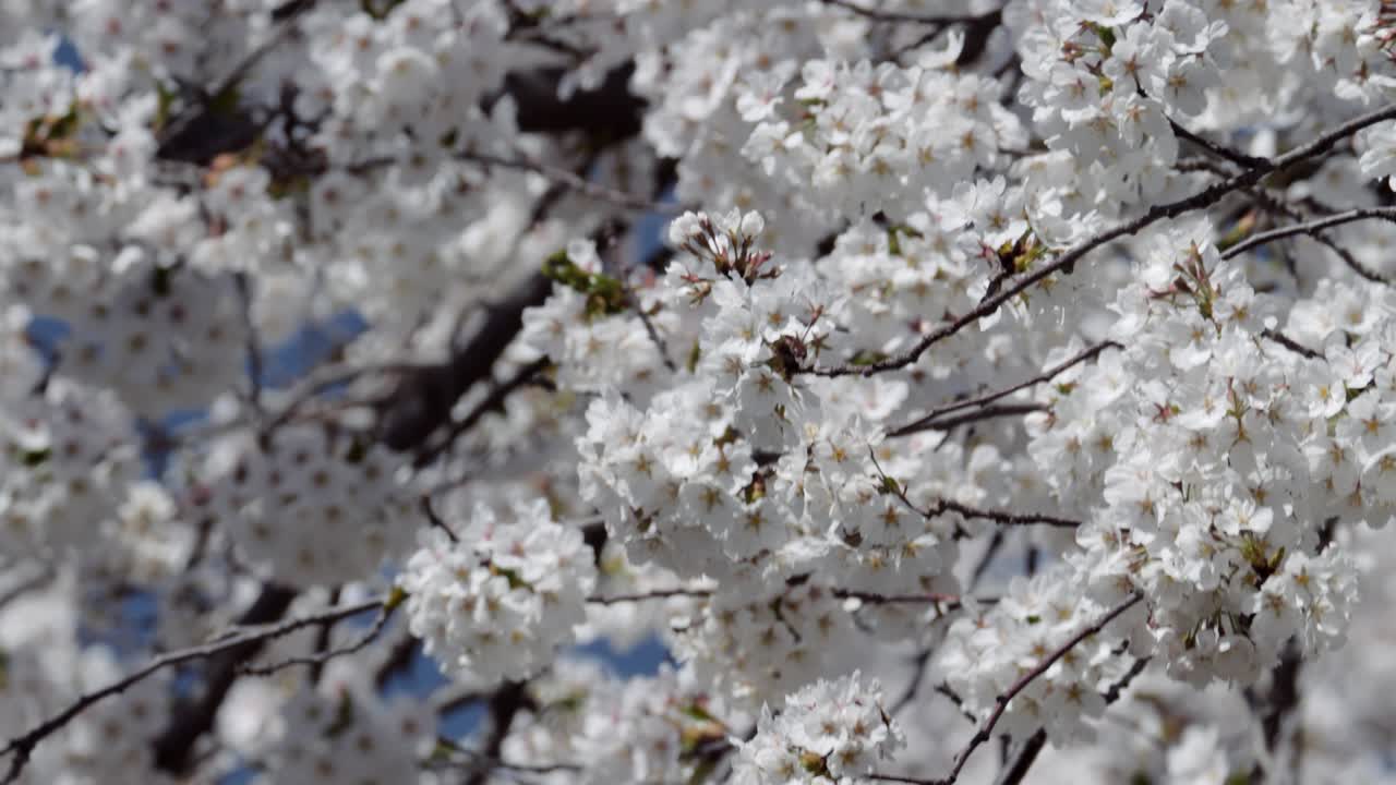 2018년 꽃이 피고 있는 꽃입니다.