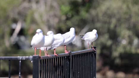 seagulls interacting and shifting positions on fence