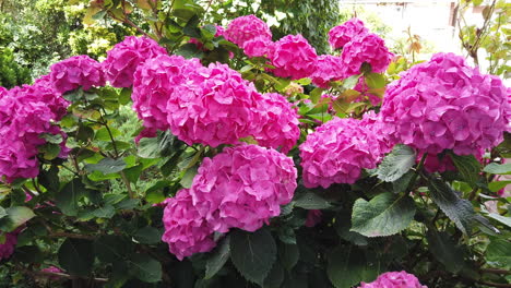 beautiful pink hydrangea flower heads on a plant in an english garden