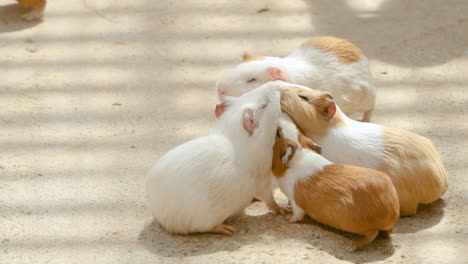 Lustige-Gruppe-Von-Hausmeerschweinchen-Oder-Cuys,-Die-Um-Nahrung-Kämpfen