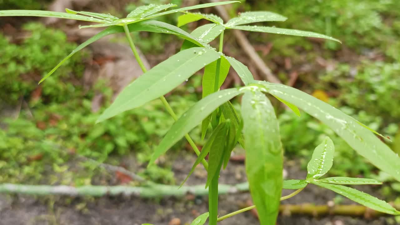 hojas verdes y gotas de lluvia en él