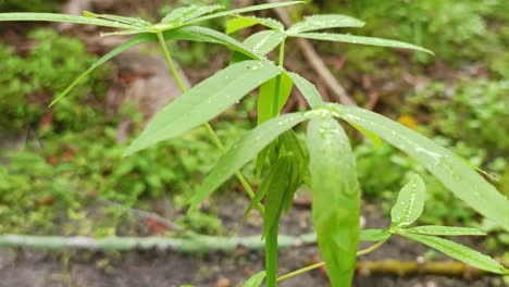 Hojas-Verdes-Y-Gotas-De-Lluvia-Sobre-Ella