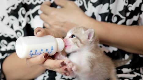 la alimentación del gatito