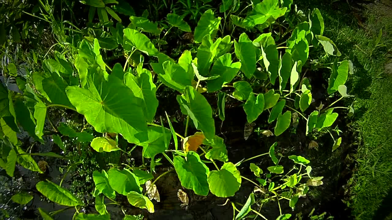 늪이나 습지를 통해 pov 광각 이동 샷