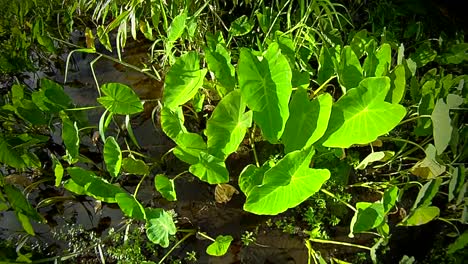 POV-wide-angle-moving-shot-through-a-swamp-or-wetlands