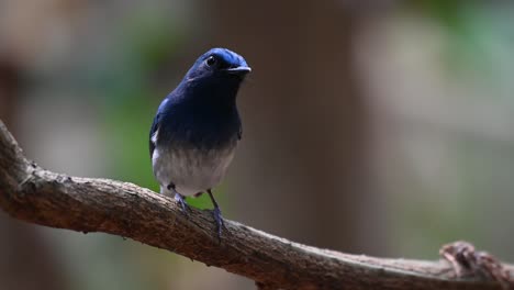 Blauer-Hainan-Fliegenschnäpper,-Cyornis-Hainanus,-4k-Aufnahmen