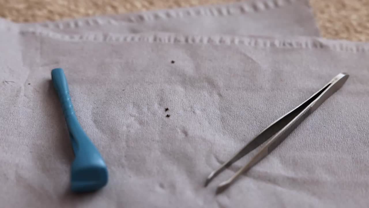 ticks moving around after being pulled out with a tool and a pair of tweezers