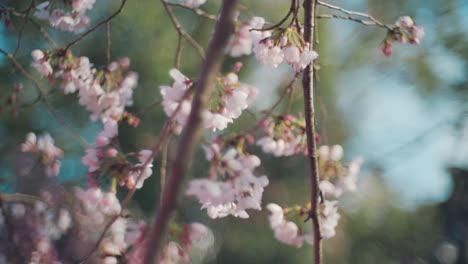 beautiful pink sakura cherry blossoms flowering on springtime in kyoto, japan