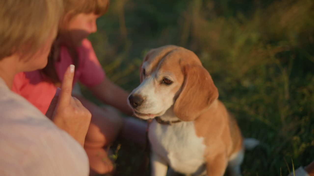 cerca del dueño del perro dando instrucciones a su perro atento, el perro mira atentamente al dueño, mostrando vínculo y comprensión, la niña en el fondo toca juguetón la espalda del perro
