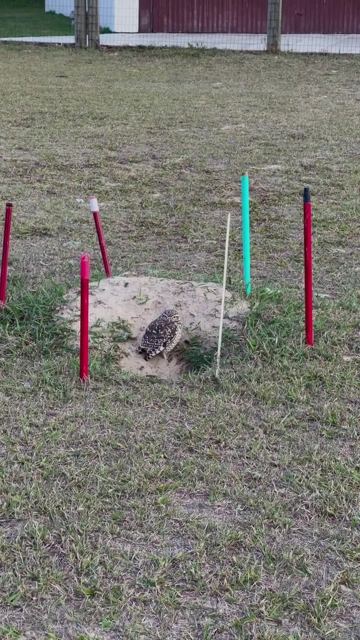 Un gufo delle tane sta vicino al suo nido in un campo erboso, osservando l'ambiente circostante in una giornata nuvolosa