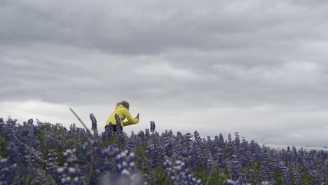 este es un video de una mujer tomando fotos con su teléfono en medio de este hermoso campo púrpura en islandia.