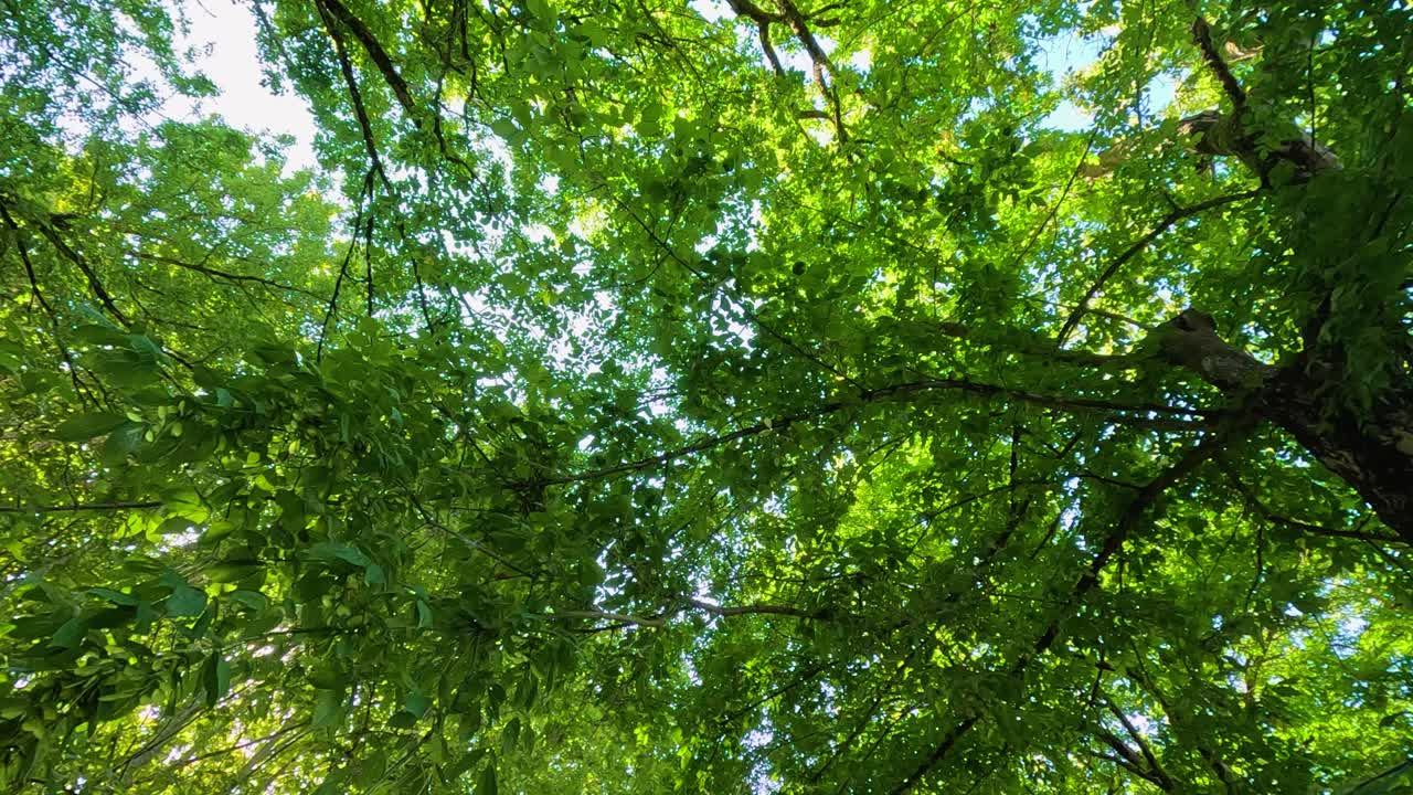 dosel verde con luces de cuerda de colores