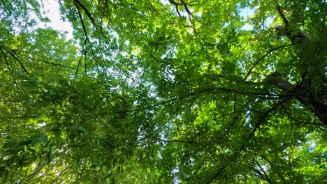 green canopy with colorful string lights