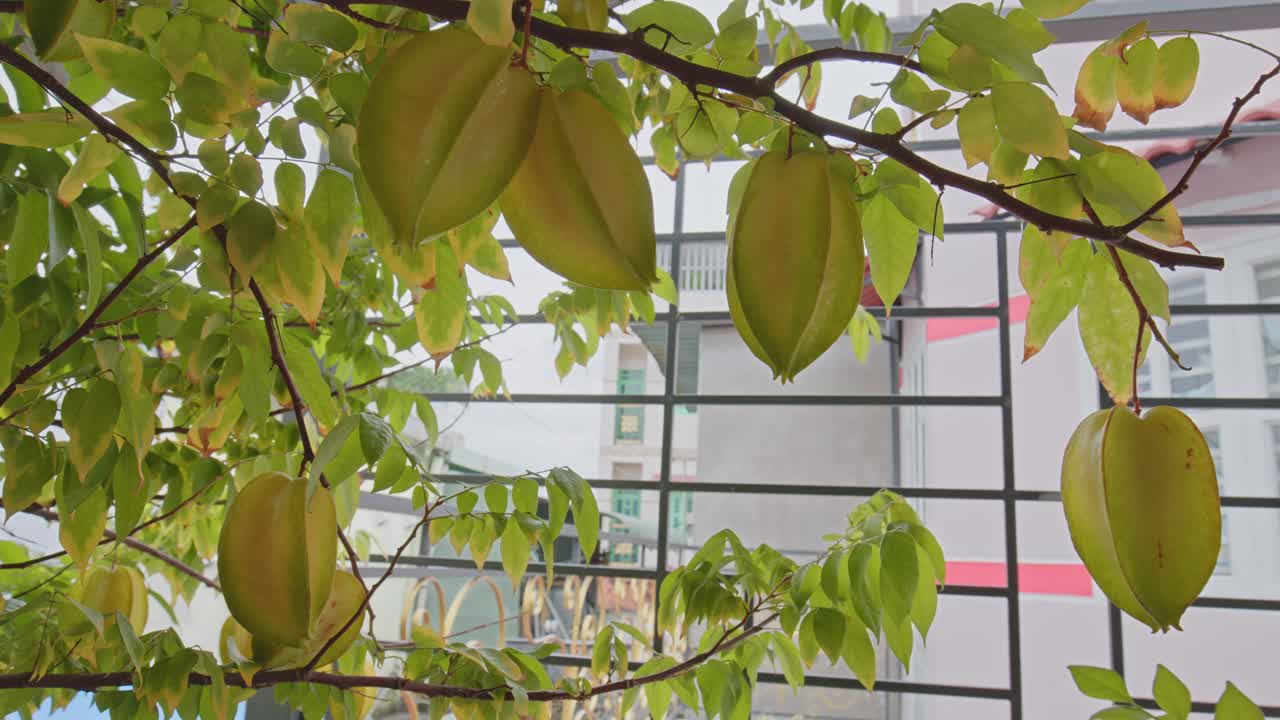 Star fruit in the garden with with a background of green leaves that are quite lush and look a little blurry_4K24fps