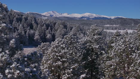 Christmas-first-snow-Evergreen-Front-Range-Denver-Mount-Blue-Sky-Evans-aerial-cinematic-drone-crisp-freezing-cold-morning-beautiful-blue-sky-frosted-pine-trees-reveal-pan-up-forward-motion