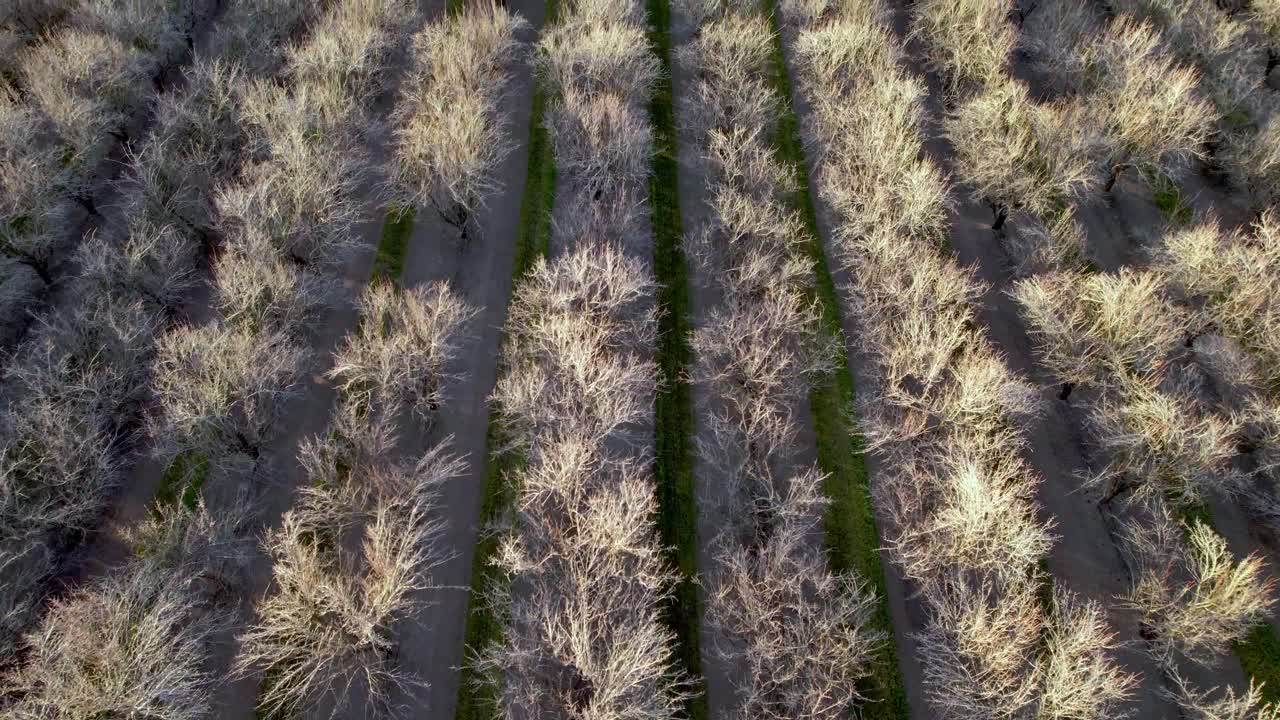 모데스토 캘리포니아 근처 아몬드 과수원 공중