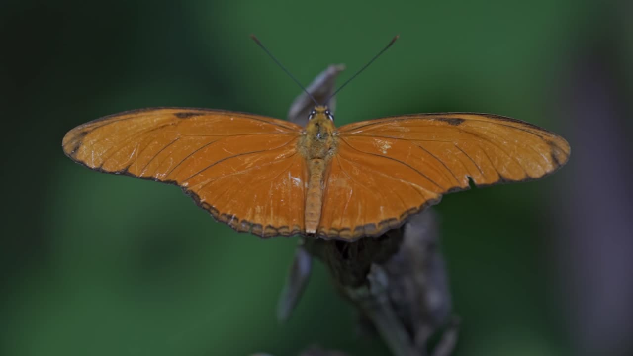 A vibrant Julia Heliconian butterfly (Dryas iulia) is shown with its wings spread open, revealing their striking orange color and delicate patterns