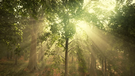 la luz que brilla en la naturaleza