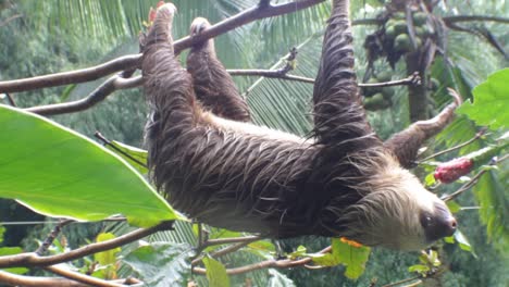 sloth hangs and climbs slowly through the trees