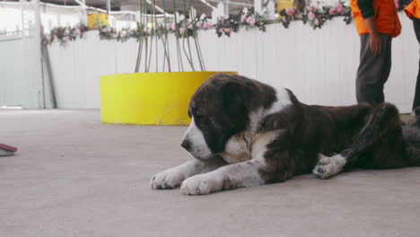 Bernhardiner-Hund-Liegt-Friedlich-Auf-Dem-Boden