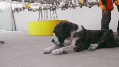 el perro de san bernardo descansando pacíficamente en el suelo.