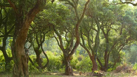 Tropical-green-forest