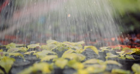 female gardener watering flowers seedlings 9