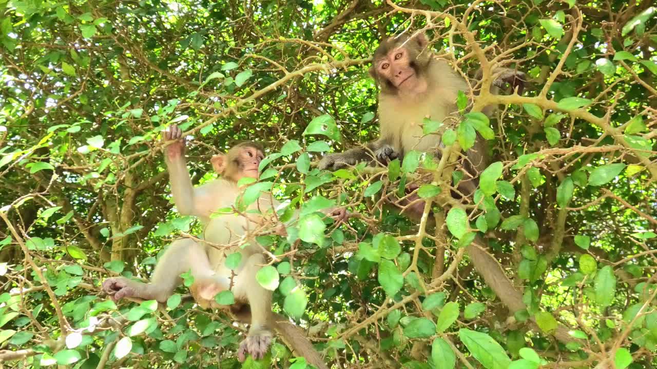 Wild macaque monkeys climbing trees on Monkey Island in Nha Trang, Vietnam, displaying natural agility and playful movement in their forest habitat