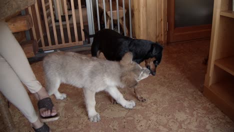 baby wolf and a small dog getting to know each other