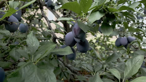 plums dangling from branches of a tree, medium shot, tracking from left to right