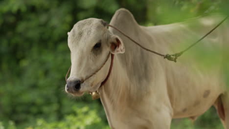 lean white cow on a leash standing under a tree