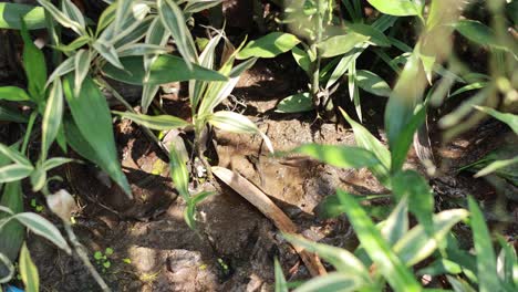 bamboo plants sway gently in a sunlit, muddy setting, highlighting their vibrant green leaves and natural growth