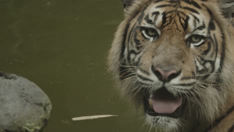 Tiger-breathing-heavily-in-slow-motion,-close-up-of-face