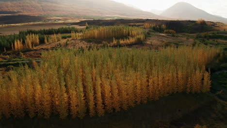 Hermosos-árboles-En-Colores-Otoñales-En-Egilsstadir,-Este-De-Islandia---Disparo-De-Drones-Hacia-Adelante