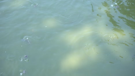 fish are playing in the water