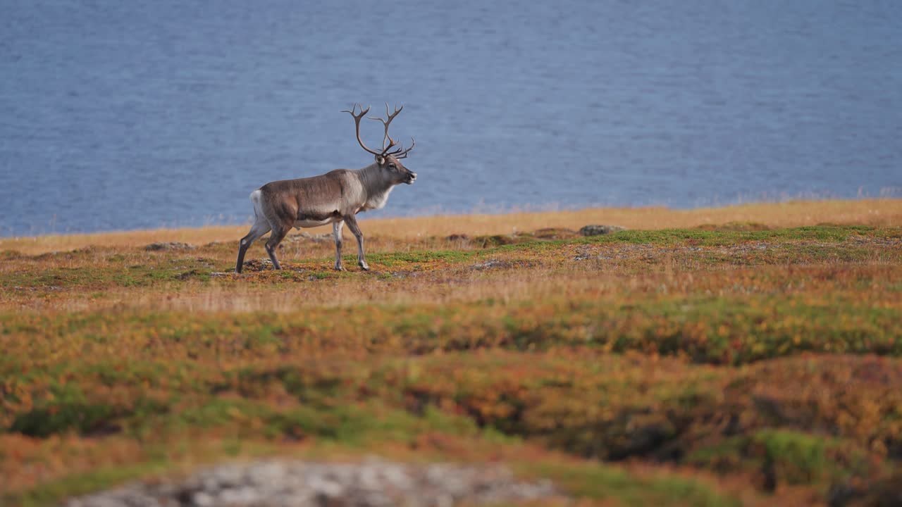 un reno solitario vaga por la tundra de otoño en la orilla del fiordo