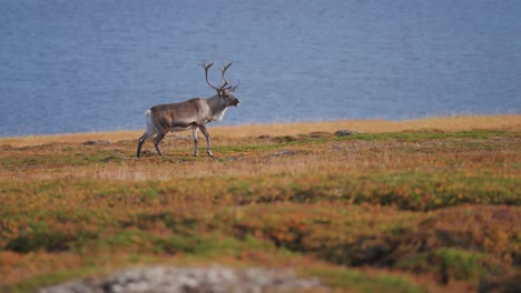 Un-Reno-Solitario-Deambula-Por-La-Tundra-Otoñal-En-La-Orilla-Del-Fiordo